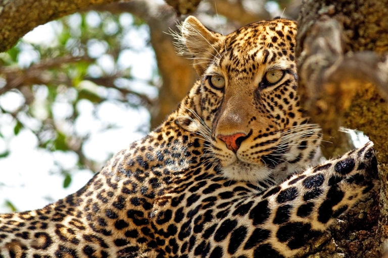 SL : 2 Noches de Experiencia Salvaje de Lujo en Leopard Nest YalaS lanka : 2 Noches Experiencia Salvaje de Lujo en Nido de Leopardo