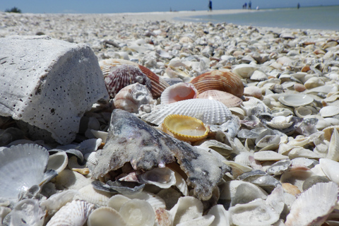 Marco Island: 10,000 Islands 3.5-hr Shelling & Dolphin Tour