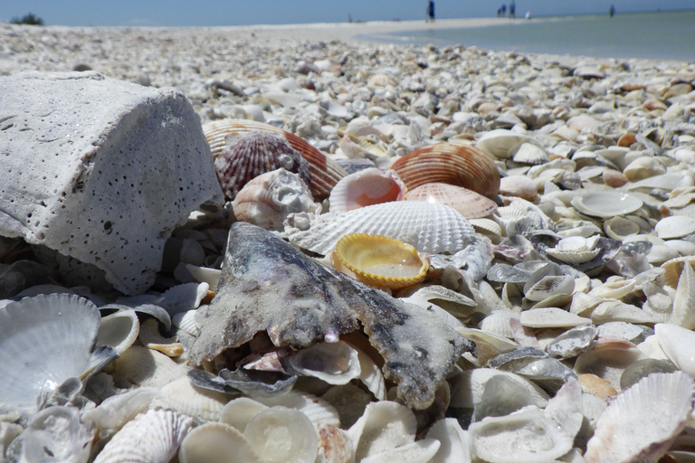 Marco Island: 10,000 Islands 3.5-hr Shelling & Dolphin Tour