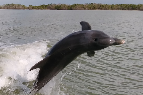 Marco Island: 10,000 Islands 3.5-hr Shelling & Dolphin Tour