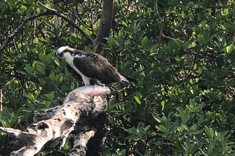 Marco Island: 10,000 Islands 3.5-hr Shelling & Dolphin Tour