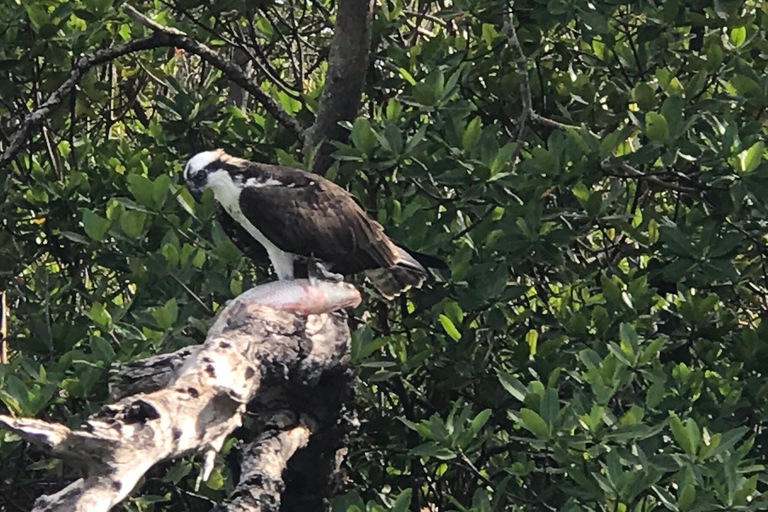 Marco Island: 10,000 Islands 3.5-hr Shelling & Dolphin Tour