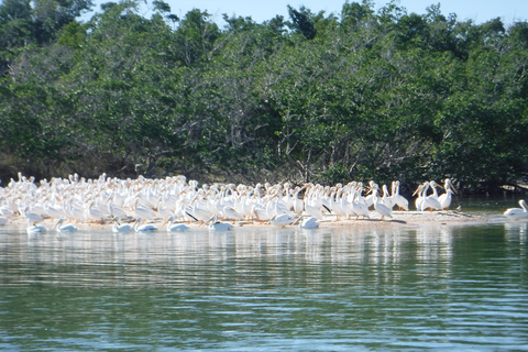 Marco Island: 10,000 Islands 3.5-hr Shelling & Dolphin Tour
