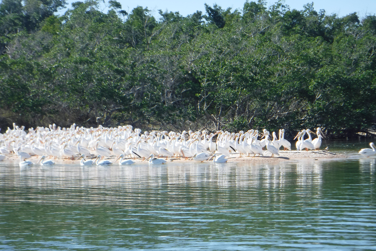 Marco Island: 10,000 Islands 3.5-hr Shelling & Dolphin Tour