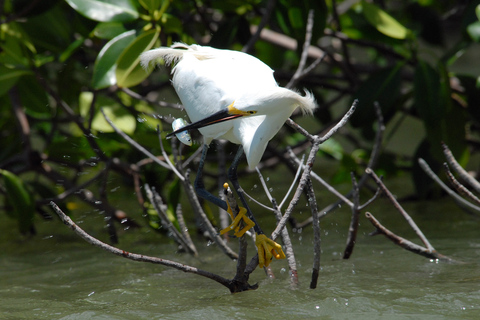 Marco Island: 10,000 Islands 3.5-hr Shelling & Dolphin Tour