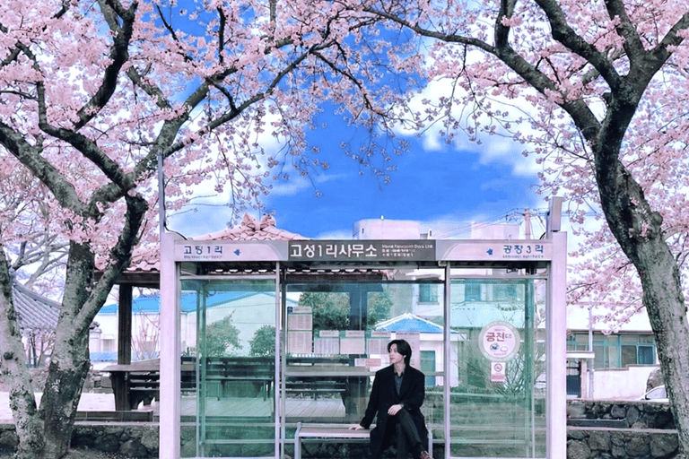 Jeju: Cherry Blossom Tour with Hotel Pickup Jeju cherry Blossom Season Tour : Small Group [Hotel P-up]