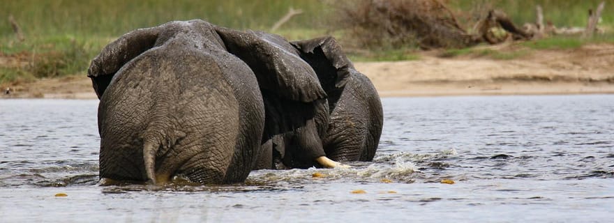 Dar Es Salaam : 1 JOUR DE SAFARI À MIKUMI EN TRAIN SGR ET JEEP OUVERTE