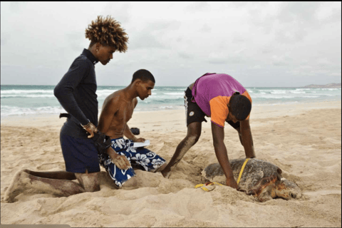 Boa Vista: Turtle Nesting Night Tour with Hotel Pickup