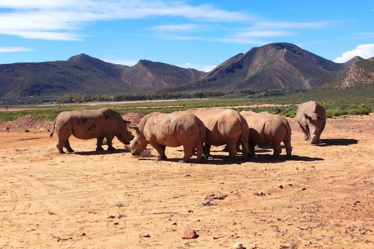 Cape Town: Cape Town Big Five Sunset Safari with Snacks