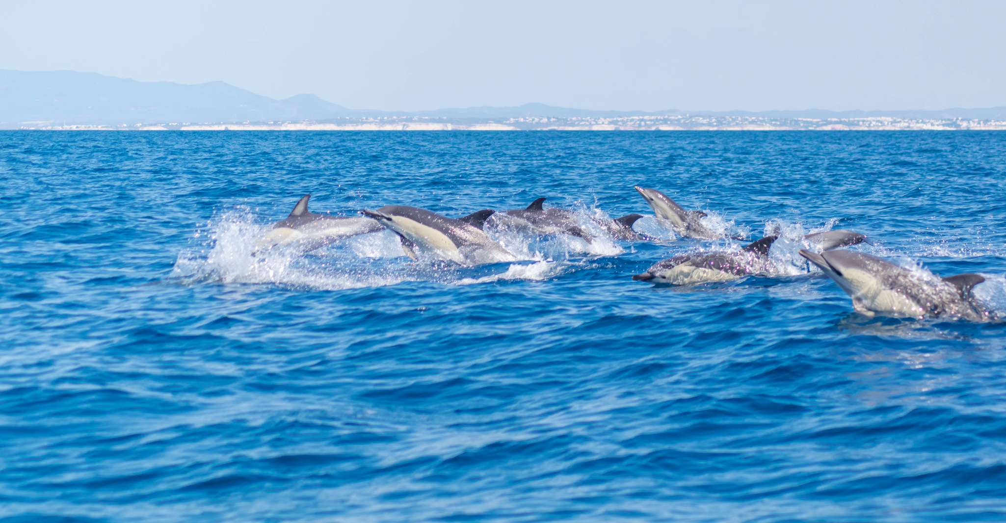 Portimão, Benagil Caves Dolphin Cruise with Marine Biologist - Housity