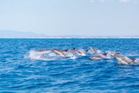 Portimão, Benagil Caves Dolphin Cruise met mariene bioloog - Housity