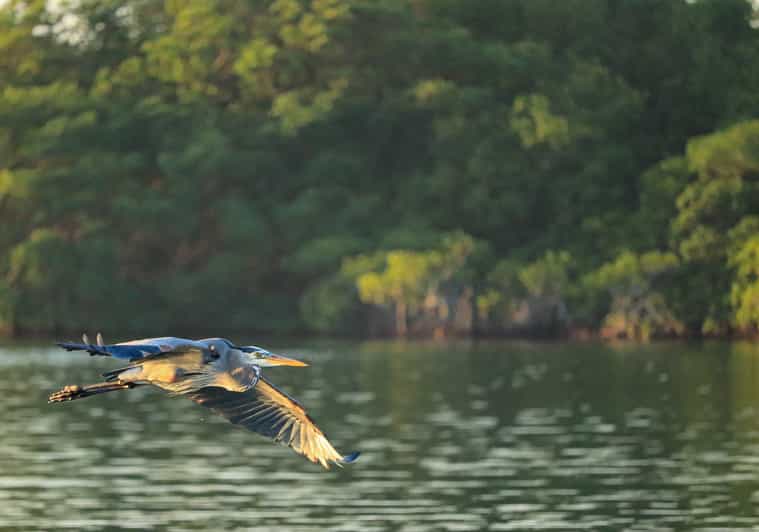 Cancun Sunrise Kayak Adventure GetYourGuide