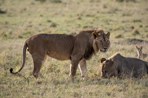 Viaggio di un giorno da Nairobi a Maasai Mara - AWNairobi: Escursione di un giorno nella Riserva Nazionale di Maasai Mara - Privato