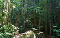 St. Kitts, Rainforest Eco Adventure Guided Wanderung - Housity