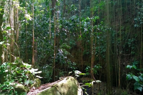St. Kitts: begeleide wandeling door regenwoud Eco-avontuurSt. Kitts: Eco-avontuurwandeling door het regenwoud