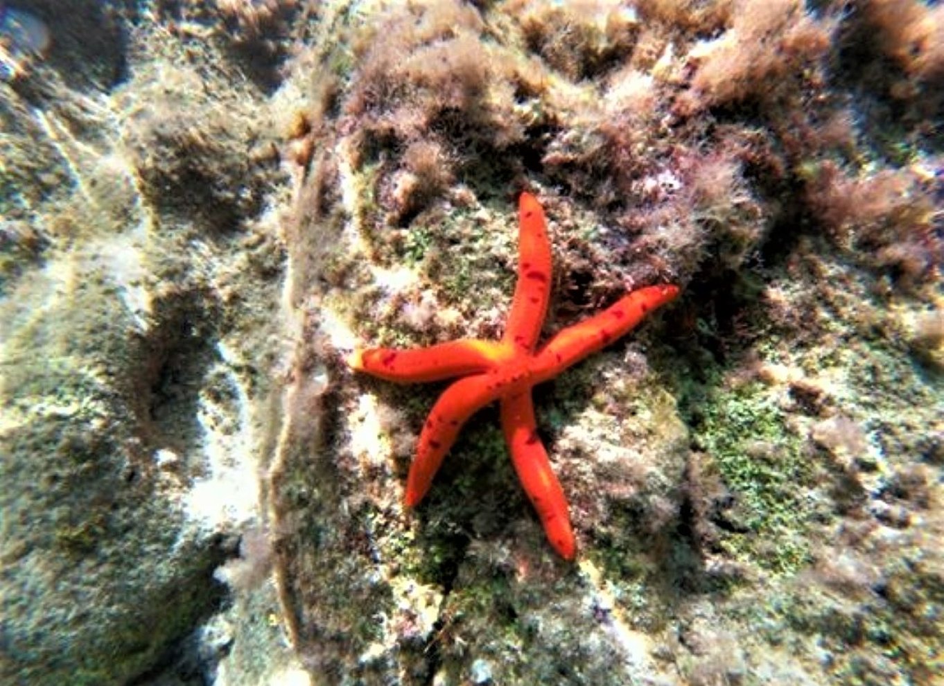 Lefkada: Kajaktur i den skjulte blå grotte med frokost og frugt