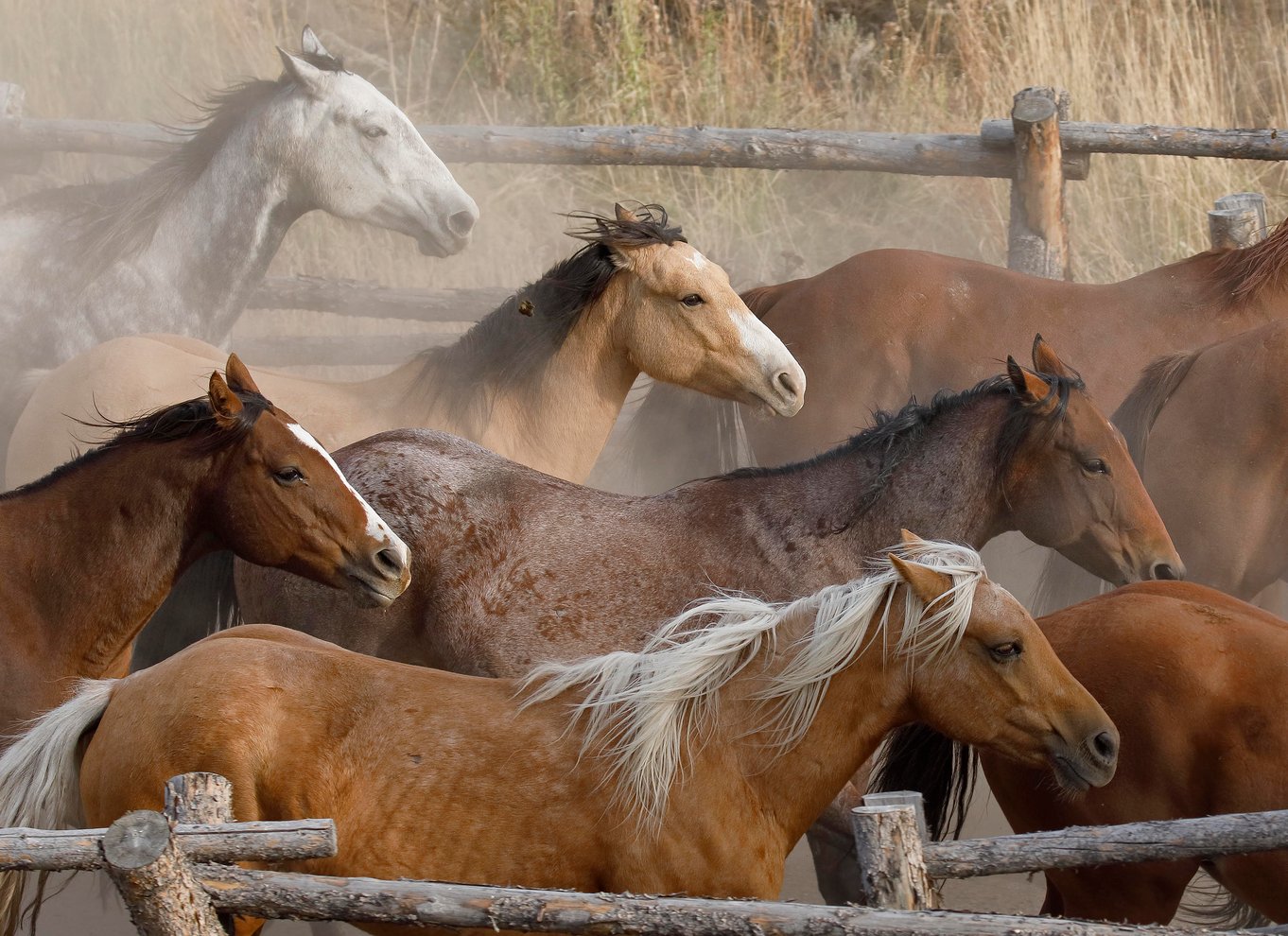 Jackson Hole: Ridetur til hest i Bridger-Teton National Forest