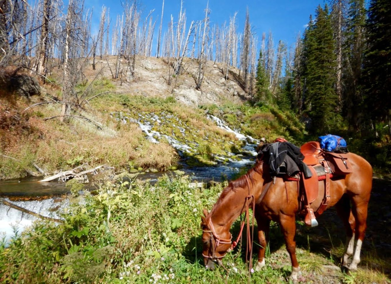 Jackson Hole: Ridetur til hest i Bridger-Teton National Forest