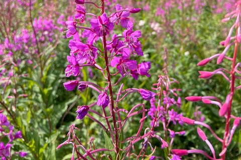 Visite des chutes d'eau de Skagway