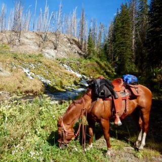 Jackson Hole: Dinner Cookout & Bridger-Teton Horseback Ride