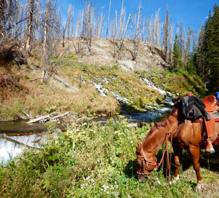 Gastronomic Experiences in Jackson, Wyoming