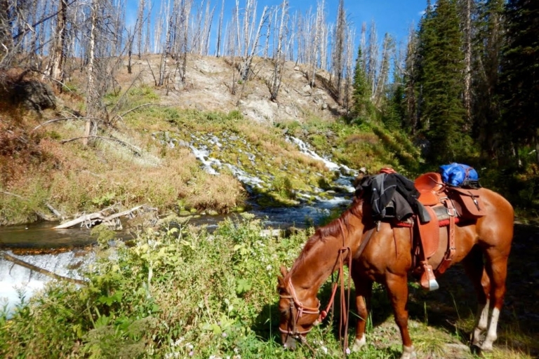 Jackson Hole: Cena al aire libre y paseo a caballo Bridger-Teton