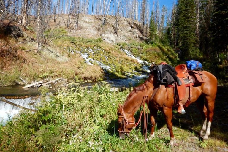 Jackson Hole: Dinner Cookout & Bridger-Teton Horseback Ride