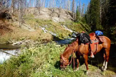 Jackson Hole: Dinner Cookout & Bridger-Teton Horseback Ride
