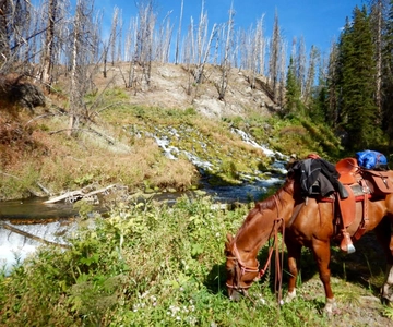 Jackson Hole: Dinner Cookout & Bridger-Teton Reitausflug