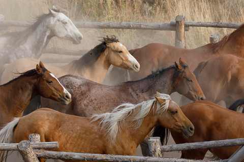 Jackson Hole: Dinner Cookout & Bridger-Teton Horseback Ride