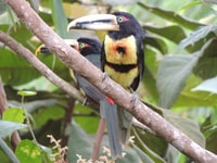 Von Quito, geführter Tagesausflug in den Mindo Cloud Forest - Housity