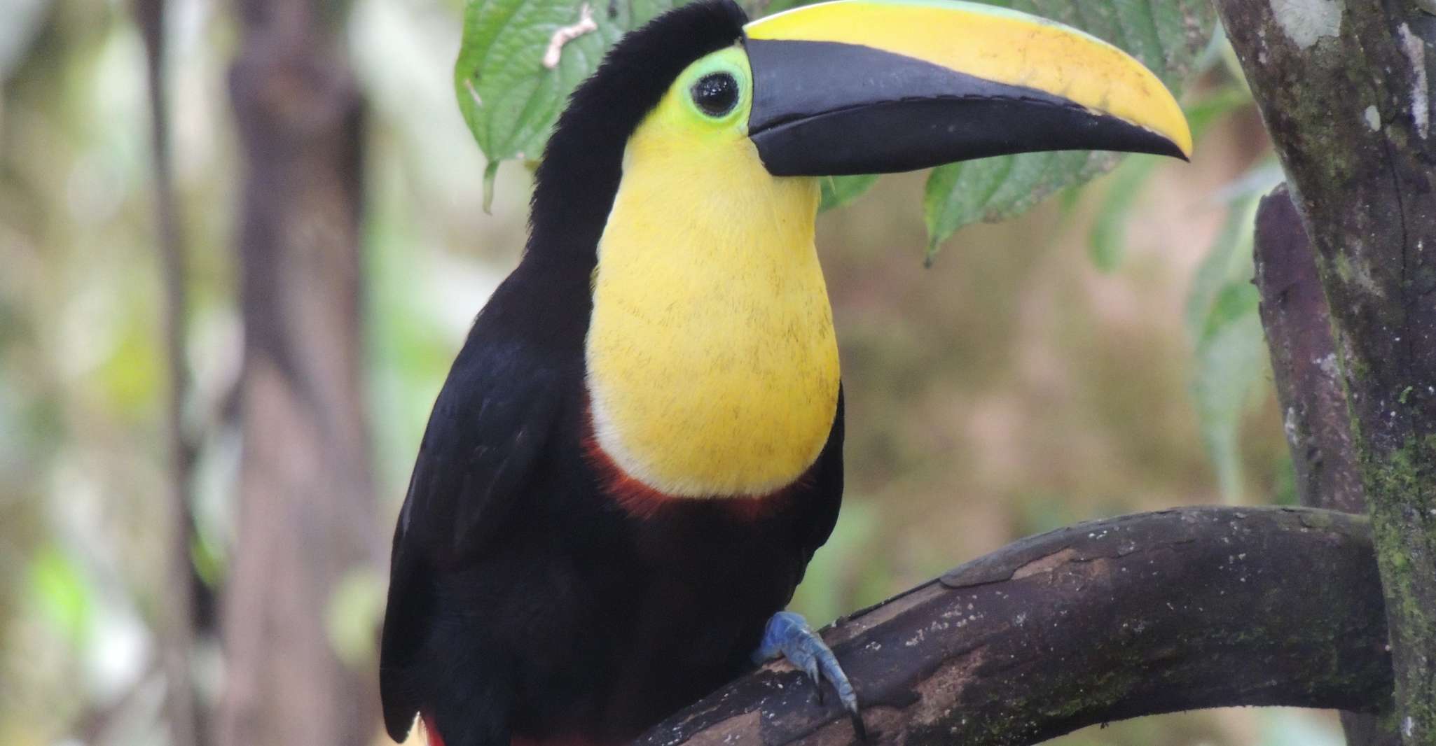 From Quito, Guided Day Trip to the Mindo Cloud Forest - Housity