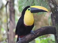 From Quito, Guided Day Trip to the Mindo Cloud Forest - Housity