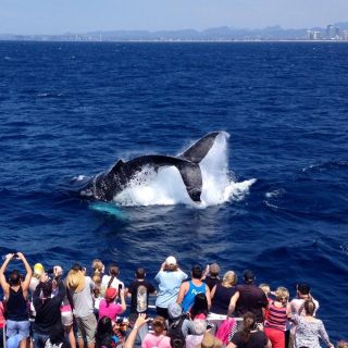 Spirit of Gold Coast 2.5-Hour Whale Watching Tour