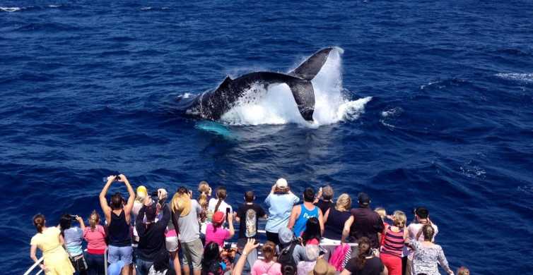 Spirit of Gold Coast 2.5 Hour Whale Watching Tour