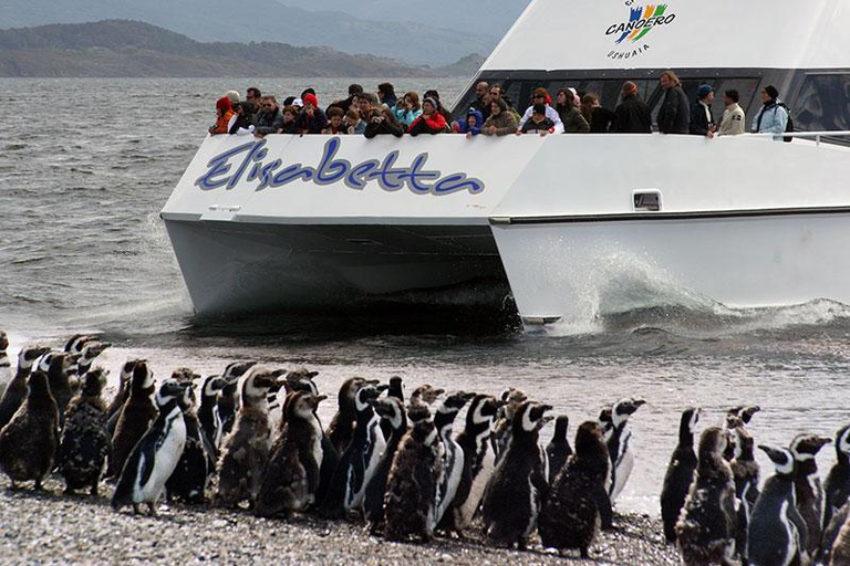 Ushuaia: Boat Trip to Isla Martillo: Penguins in the Beagle Channel Ushuaia: Navigation to Martillo Island: Penguins along the Beagle Channel