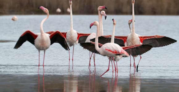 Cagliari: Segway-Tour durch den Naturpark Molentargius mit Kaffee