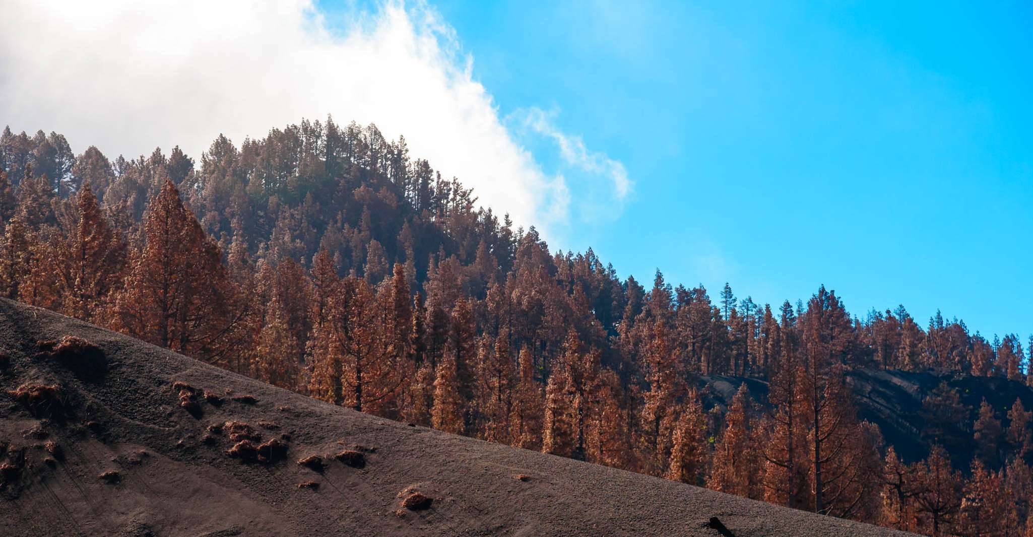 La Palma, Guided Volcano Trekking Tour - Housity