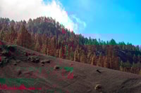 La Palma, Guided Volcano Trekking Tour - Housity
