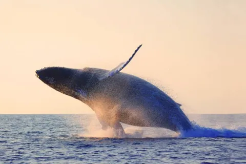 Tadoussac/Charlevoix : Baleines et Fjord (matin ou crépuscule)