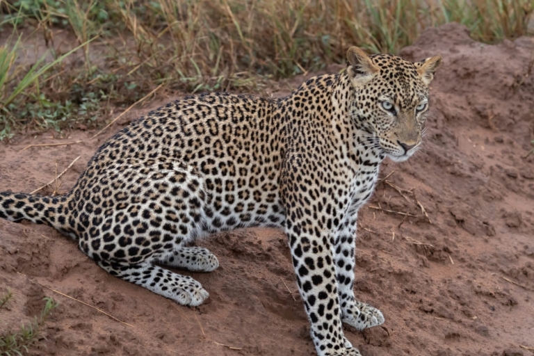 Kigali: safari d'une journée au parc national de l'Akagera Big 5 et Big Cats