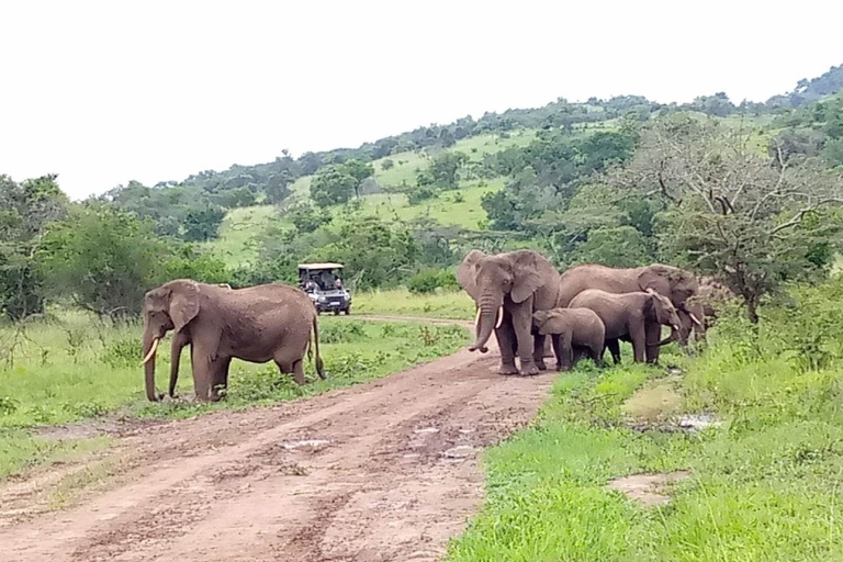 Kigali: safari d'une journée au parc national de l'Akagera Big 5 et Big Cats