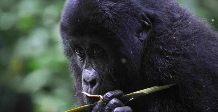 Rwanda 7 Day Gorillas Chimps Big 5 and Cats Tour GetYourGuide