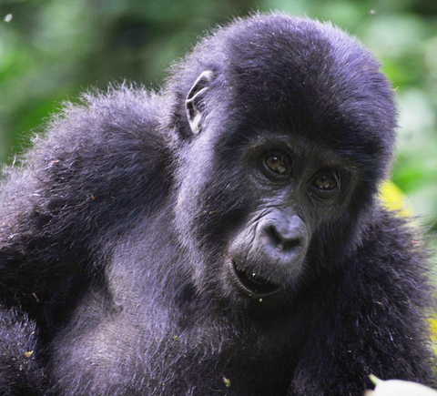 Safaris & wildlife activities