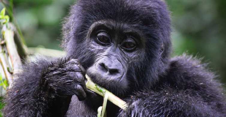 Rwanda 9 Days Gorilla Trekking Adventure Safari GetYourGuide