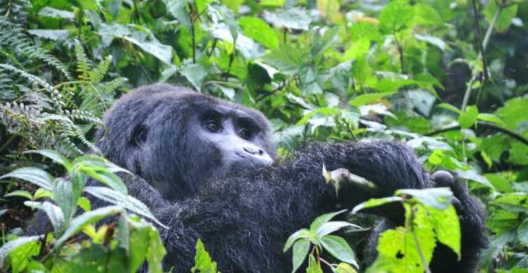 Rwanda 3 Day Gorilla Trekking Big 5 & Cats Safaris GetYourGuide