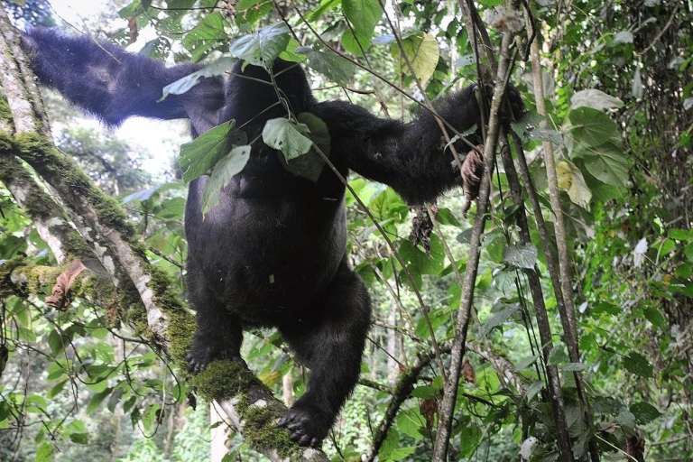 Rwanda: 3-dniowy goryl trekkingowy, safari Big 5 i Big Cats