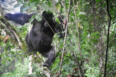 Rwanda: 3-daagse Gorilla Trekking, Big 5 & Big Cats Safari's