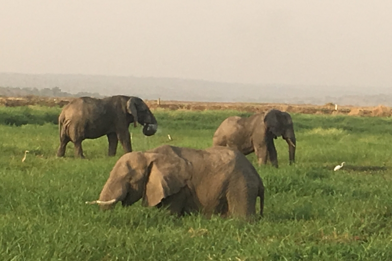 Rwanda: 3 jours de randonnée gorille, safaris Big 5 et Big Cats