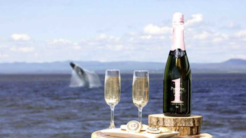 Tadoussac: VIP Lounge or Upper Deck Whale Watching Cruise